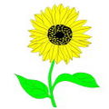 Fleischer Sonnenblume 0001.jpg
