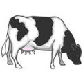 Fleischer Kuh 0001.jpg